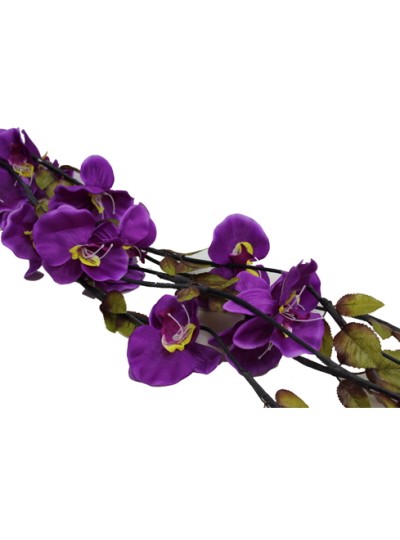 가지양난조화(5개)