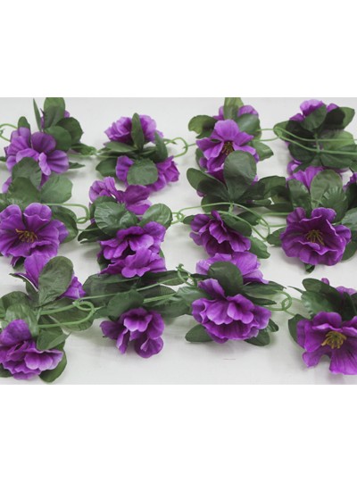 줄조화겹데이지(보라)