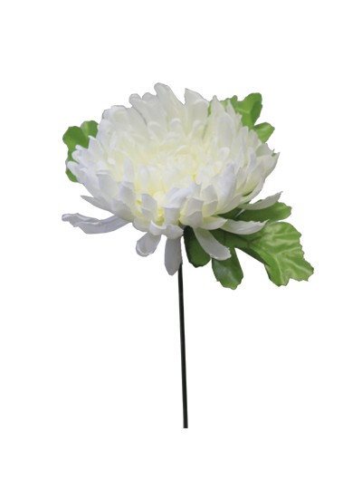 국화大(화이트)10개