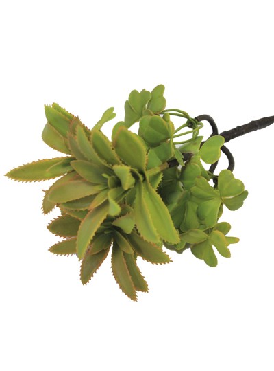 다육조화(기린초)그린