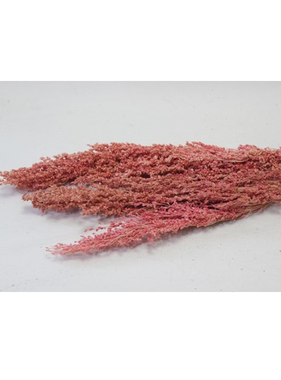 드라이플라워솔리다고(핑크)