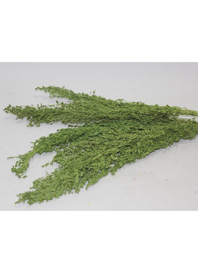 드라이플라워솔리다고(연카키)