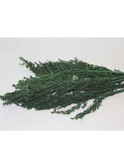 드라이플라워솔리다고(진카키)