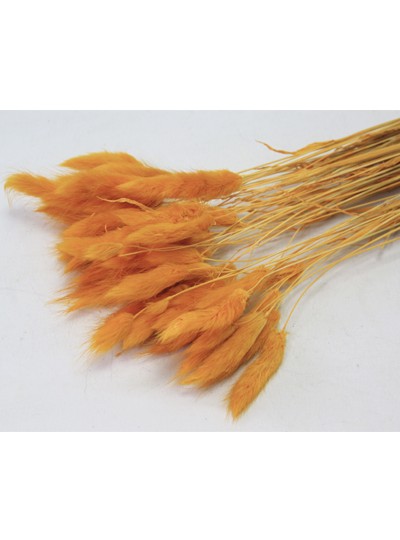 라그라스(오렌지)