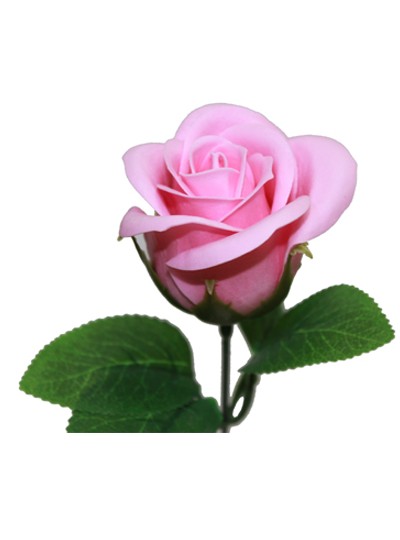 비누장미엘레강스후레쉬(연핑크)50개