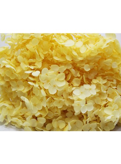 안나수국프리져브드외대(노랑)