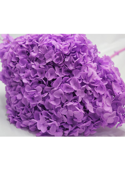 안나수국프리져브드외대(홍보라)