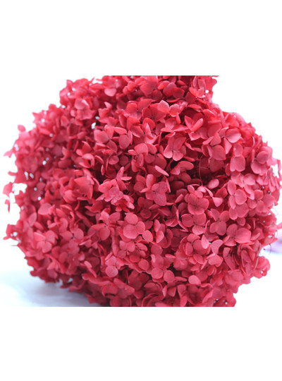 안나수국프리져브드외대(적색)