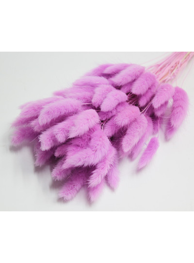 라그라스(연보라)