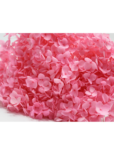 안나수국프리져브드외대(핑크)