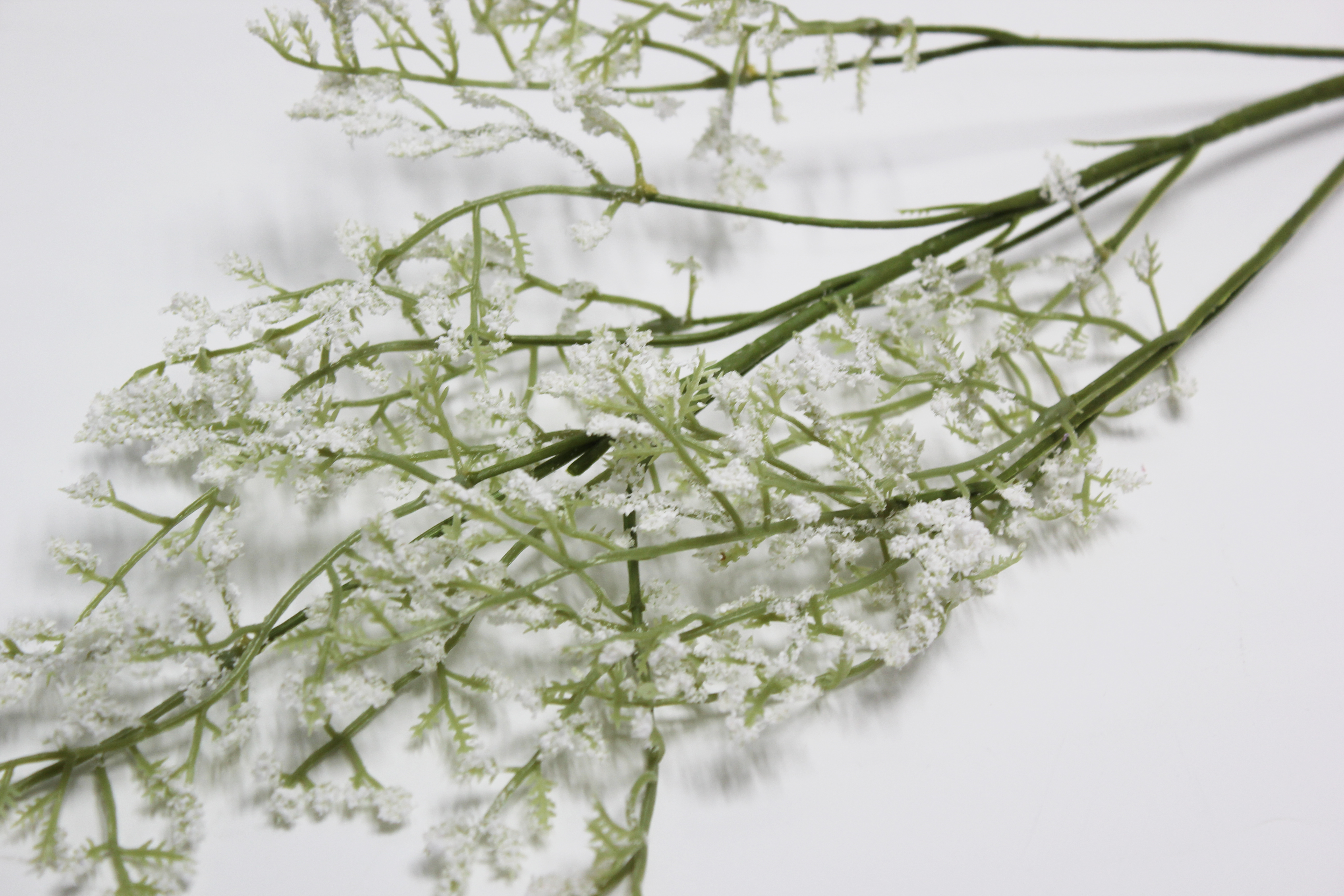 카스피아가지 조화(크림)