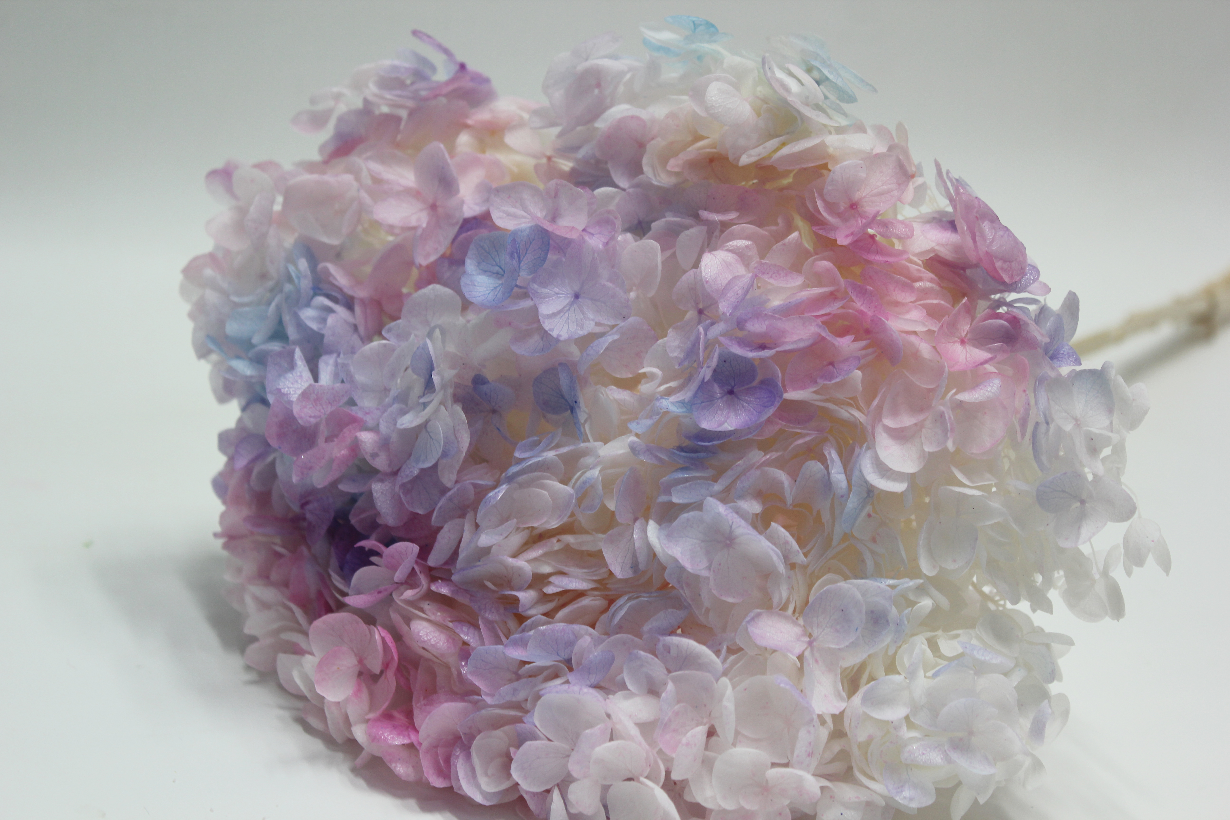 안나수국프리져브드외대(오로라)