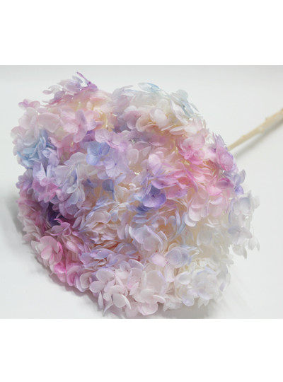 안나수국프리져브드외대(오로라)